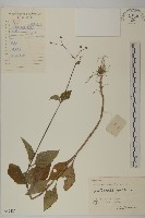 下田菊藏品圖，第1張