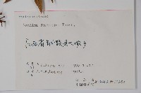 南天竹、天竹、蘭天竹藏品圖，第2張