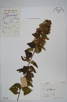 臺灣糯米條藏品圖，第1張