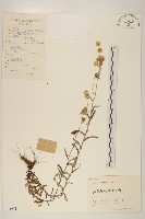 鼠麴草藏品圖，第1張