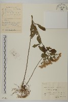 微糙三脈紫菀藏品圖，第1張