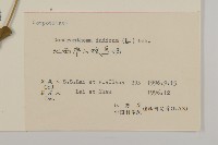 油菊、野菊藏品圖，第3張