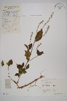 土牛膝藏品圖，第1張