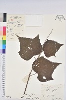 小果野桐藏品圖，第1張