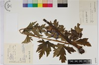 烏頭藏品圖，第1張