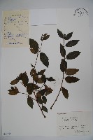 裡白忍冬、紅腺忍冬藏品圖，第1張