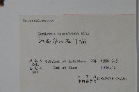 裡白忍冬、紅腺忍冬藏品圖，第2張