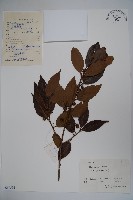 冬青藏品圖，第1張