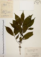 茜草樹藏品圖，第1張