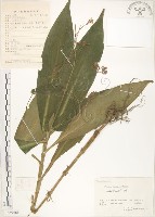 杜若藏品圖，第1張