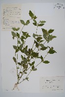 爵床、六角英藏品圖，第1張