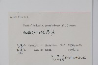 爵床、六角英藏品圖，第2張