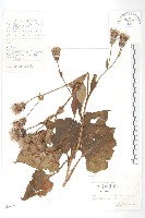 盧山鳳毛菊藏品圖，第1張