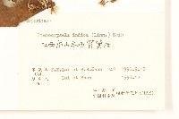 鵝仔草藏品圖，第3張