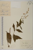 珍珠蒿、奇蒿藏品圖，第1張