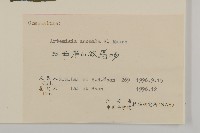 珍珠蒿、奇蒿藏品圖，第3張