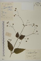 下田菊藏品圖，第1張