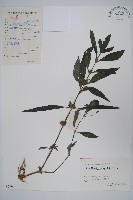 柳葉水蓑衣藏品圖，第1張