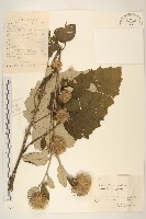 山牛旁藏品圖，第1張