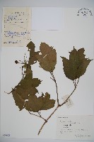 雞樹條莢迷藏品圖，第1張