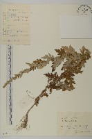 林艾蒿藏品圖，第1張