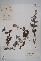 桔梗藏品圖，第1張