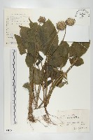 續斷藏品圖，第1張