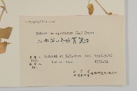 牛繁縷藏品圖，第3張