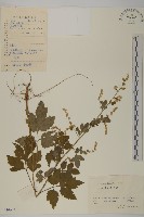 角菜、珍珠菜藏品圖，第1張