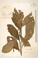 華麻花頭藏品圖，第1張