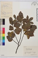 鈍齒鼠李藏品圖，第2張