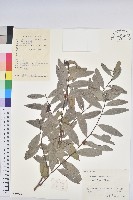 湖北算盤子藏品圖，第1張