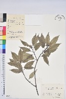 細葉青剛、黑稠、黑櫟、小葉青剛藏品圖，第1張