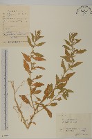 臭杏、土荊芥藏品圖，第1張