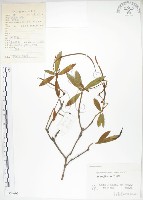 石吊蘭、吊石苣苔藏品圖，第1張