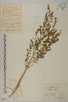 地膚、掃手草藏品圖，第1張