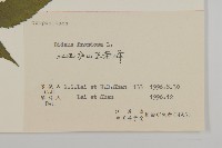 大狼把草藏品圖，第3張