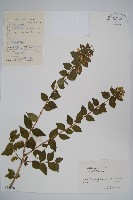 臺灣糯米條藏品圖，第1張