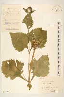 腺梗豨薟藏品圖，第1張