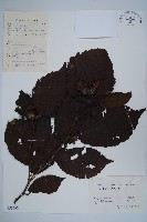 榛樹藏品圖，第1張