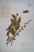 輪葉沙參藏品圖，第1張