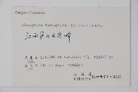 輪葉沙參藏品圖，第2張