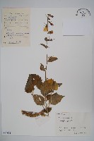 沙參藏品圖，第1張