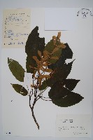 青榨槭藏品圖，第1張