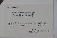 黑果莢迷藏品圖，第2張