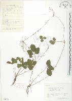 蛇莓、地莓、龍吐珠藏品圖，第1張