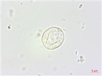 苧麻藏品圖，第2張