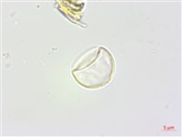 苧麻藏品圖，第3張