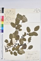 青灰葉下珠藏品圖，第1張