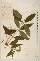 佩蘭、澤蘭藏品圖，第1張